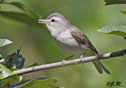 Vireo gilvus